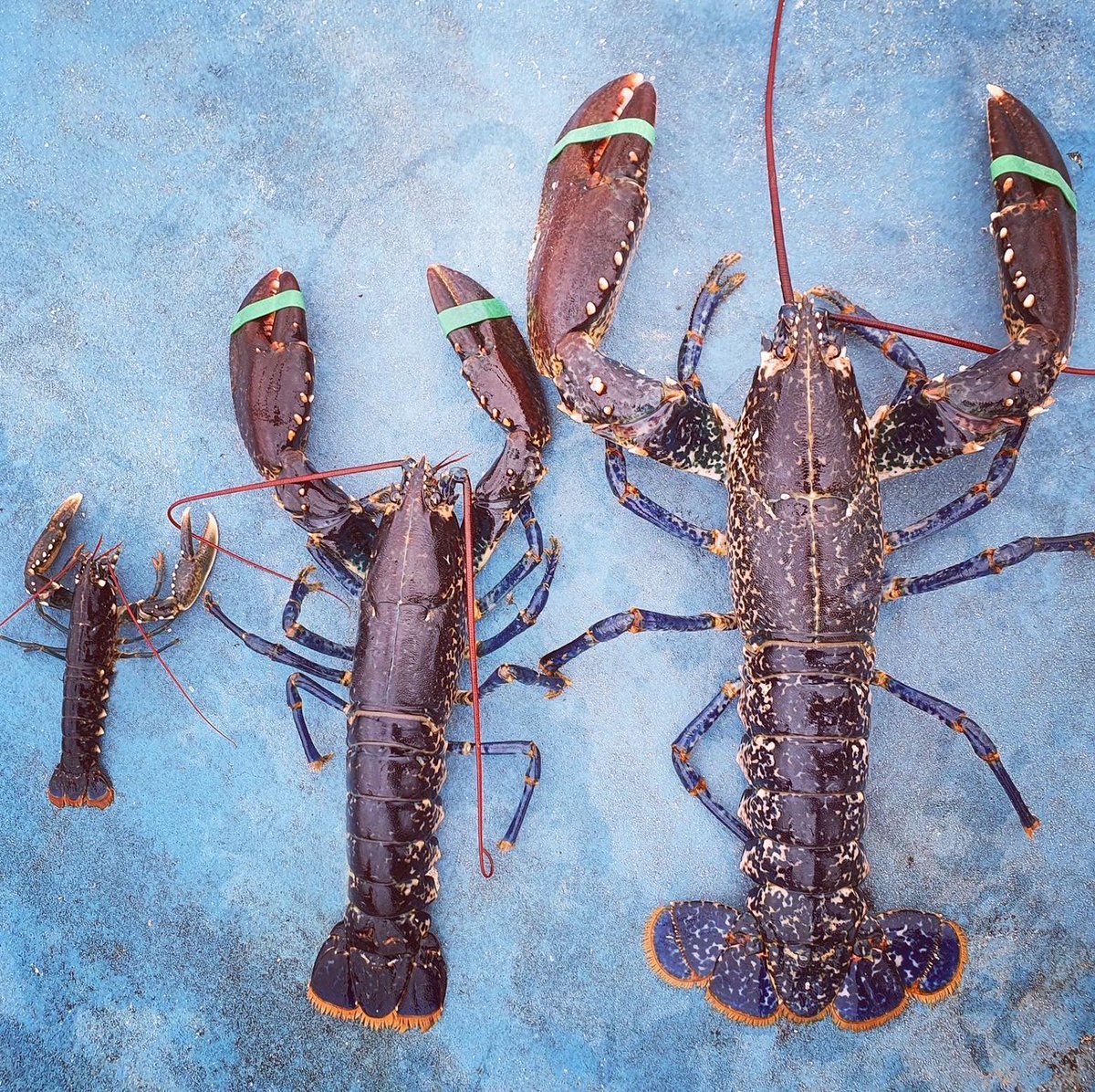 “There’s a lot of hard work that goes into this life, but there’s a sense of freedom. You never really get any two days the same. It’s just you out on the boat with the scenery and wildlife. It has an easy kind of pull, but it’s one I didn’t expect.” #FishstoriesofScotland