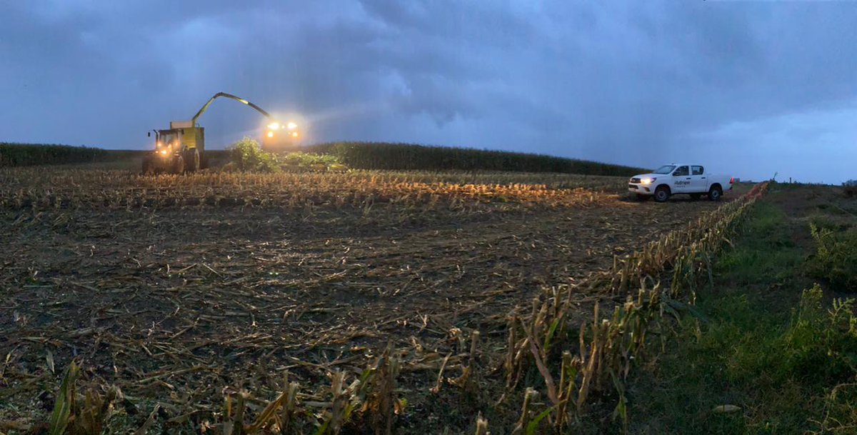Antes que se largue!! picado de maíz STINE 120 - 09 "La Bestia" siembra de segunda, aprox 50 mil kg/ha 👏👏👏