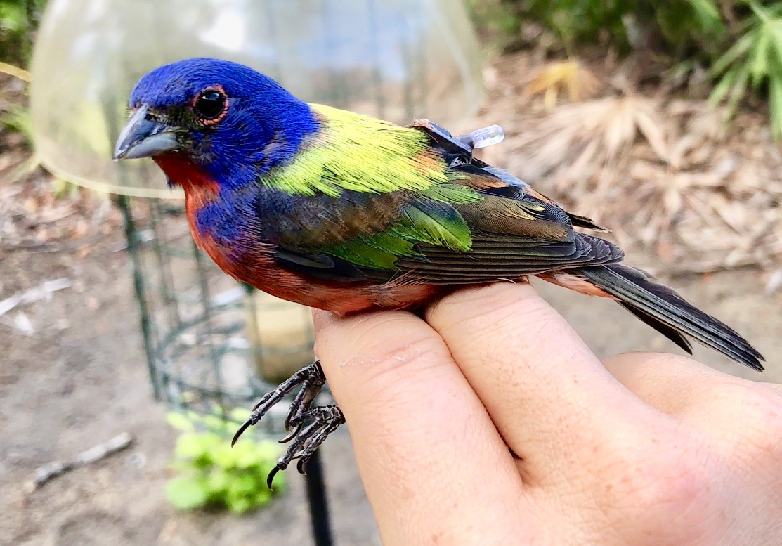 Brief background on how this study came about. We spent several years deploying light-level geolocators on male Painted Buntings along the southeastern coast. Our goal was to better understand migratory connectivity and winter distribution of this declining population