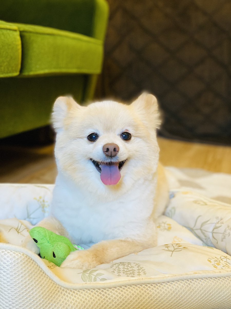 「かわいい」を100万回言った日
Ito had her haircut today!  She became very small😂
#ポメラニアン #元保護犬 #犬のいる暮らし 