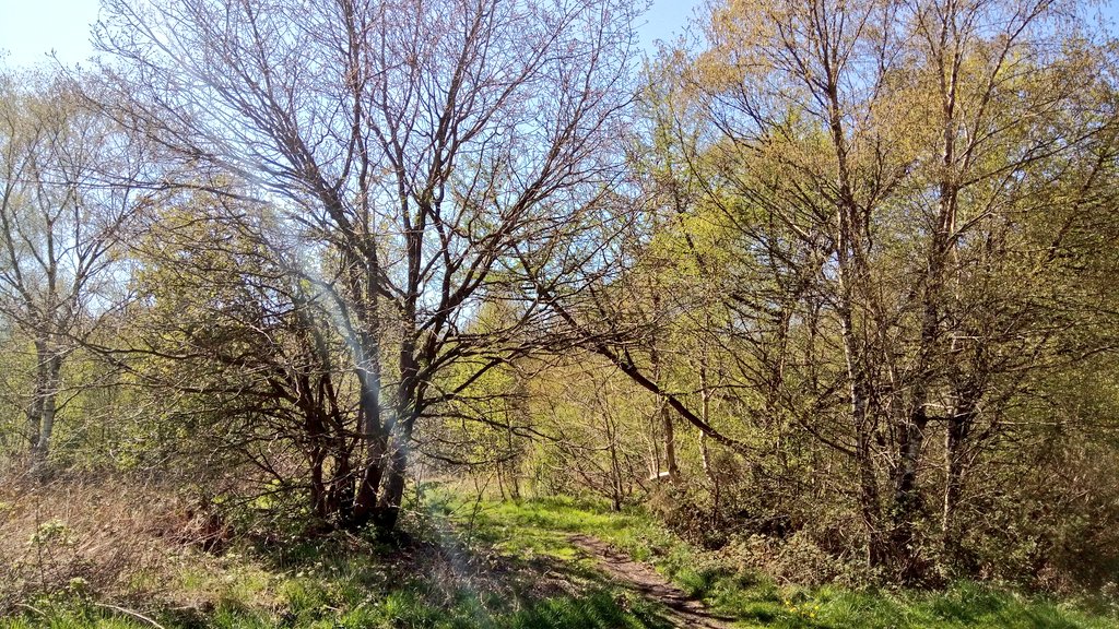 #MyViewRightNow #OwnPhoto canal walk again I'm watching butterflies and listening to the birds🖤🌳🐦🦋