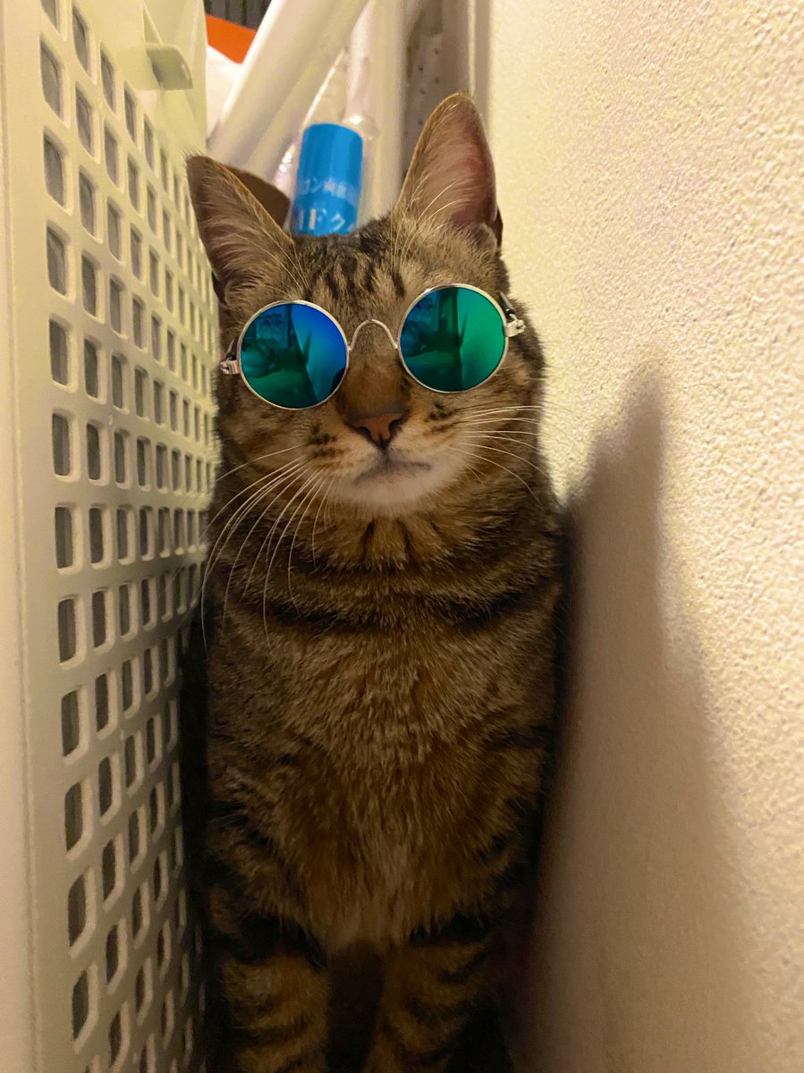 ダイソーの 犬 猫用サングラス でワイルドになったみんなのペットの画像を集めてみた Togetter ダイソーの 犬 猫用サングラス でワイルドになったみんなのペットの画像を集めてみた Togetter