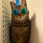 ダイソーの 犬 猫用サングラス でワイルドになったみんなのペットの画像を集めてみた Togetter