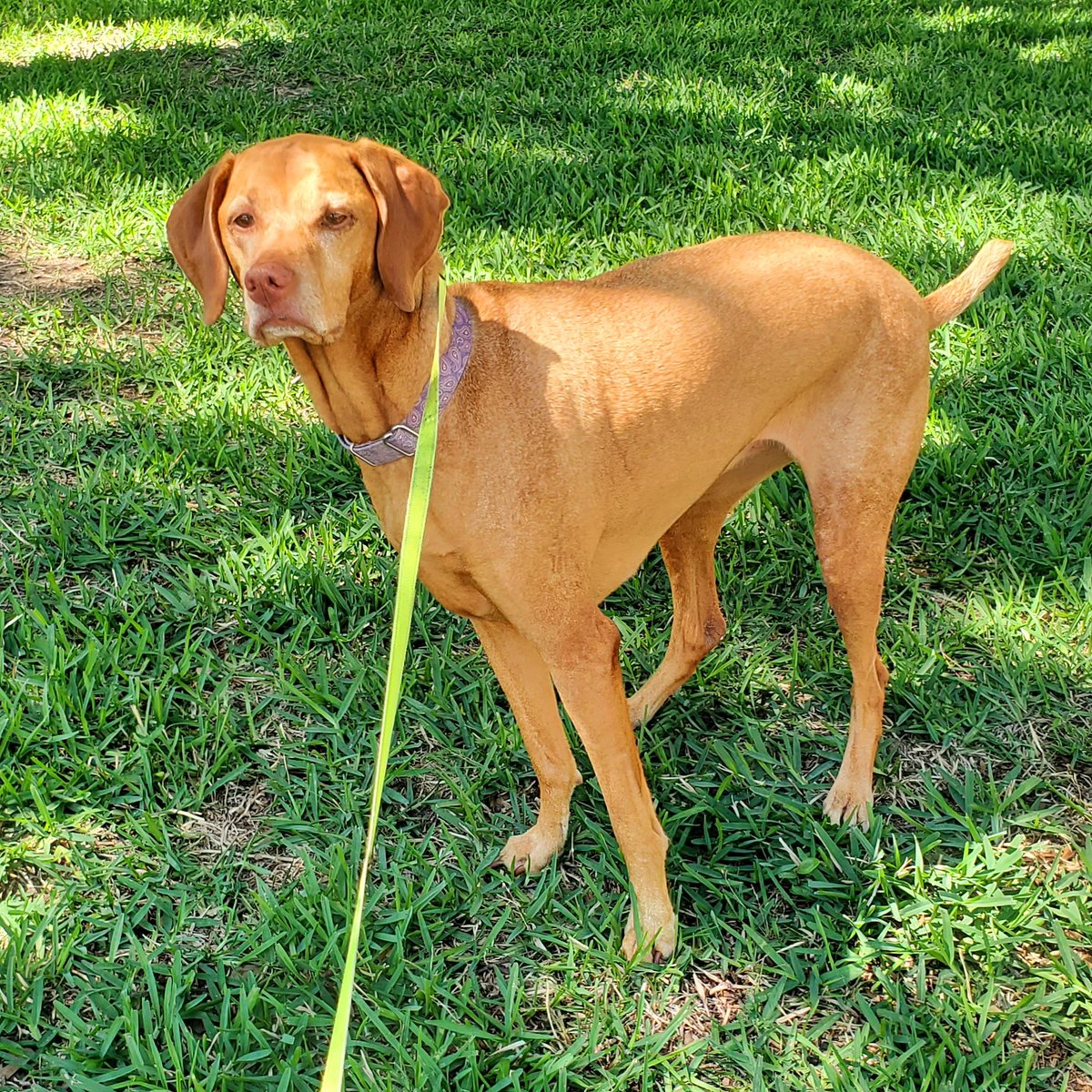 Jessikapetsit's tweet photo. #roverdotcom #roversitterpic #roverdogs #roverwalker #dogsofhouston🐾 #petsitterlife https://t.co/HhLJpmJPQV