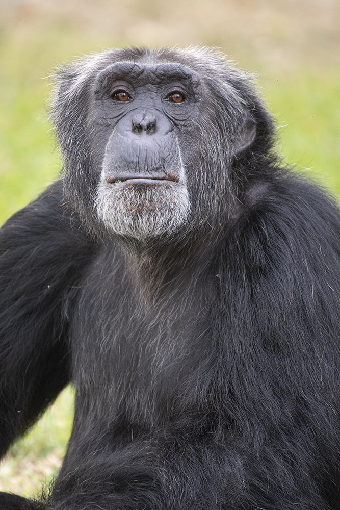 RonMagill's tweet photo. This is Niger, the alpha male chimp at Zoo Miami.  I hope that when you look at his face, you can appreciate his intelligence and emotions.  On this Earth Day, may he remind you that nature is amazing and needs to be protected for future generations. https://t.co/FlsUrLCi6D