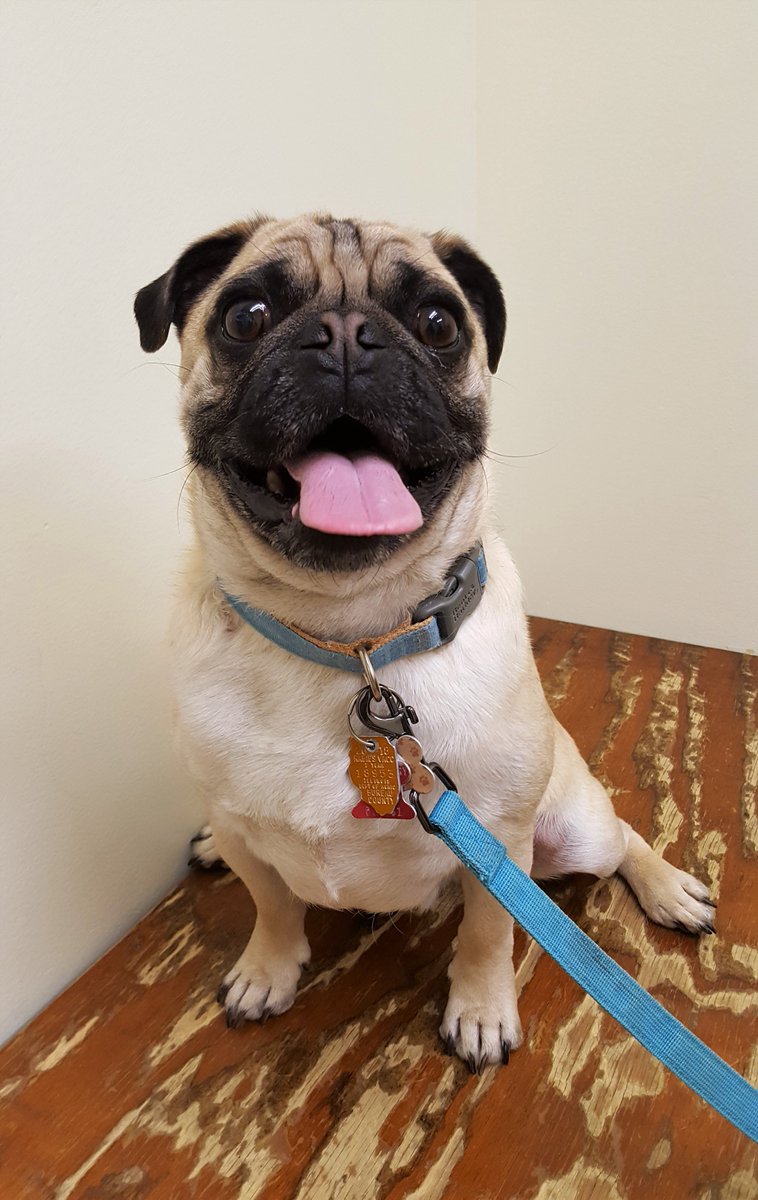 LiamWonderPug's tweet photo. @BuschBeer #BushDogBrew https://t.co/bFa1zmMRbk
