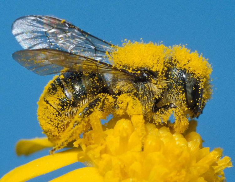 Dinagapostemon's tweet photo. Feliz #DiaDeLaTierra a todos, para ello, quiero hoy hablarles sobre la importancia de las abejas nativas en los ecosistemas, un tema que no he abordado y que hoy quiero aprovechar para contarles. 🐝
#NuestraTierra 
📸Osmia por Jim Rathert. https://t.co/YhW3BXTfgi