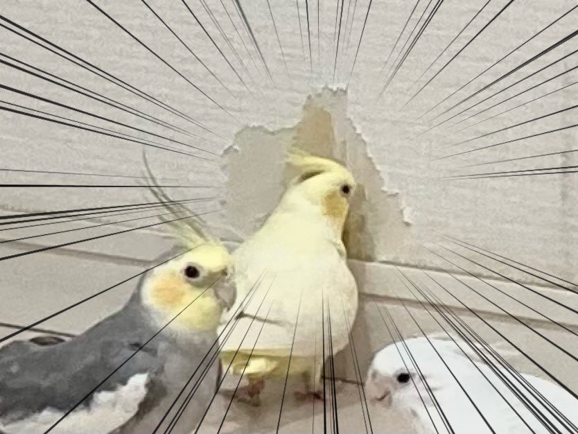お家で飼われているインコさんが三羽集まり楽しそうに遊んでい ギャーーーーー そこで起こっていた出来事をご覧ください Togetter