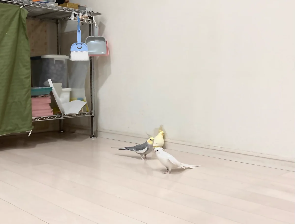 「うんうん皆で集って楽しそうに遊んでい・・・」やらかしている最中だったようです。