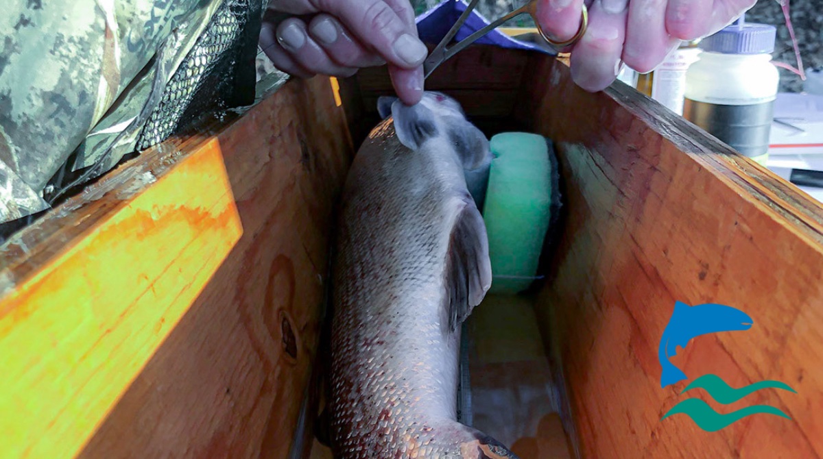 ASFSalmon's tweet image. The Miramichi was brimming with smelts, eagles, and salmon on opening day. ASF, Anquotum Resource Management and @SalmonMiramichi captured and tagged 26 kelts for scientific research.

#science #research #migratoryfish #atlanticsalmon