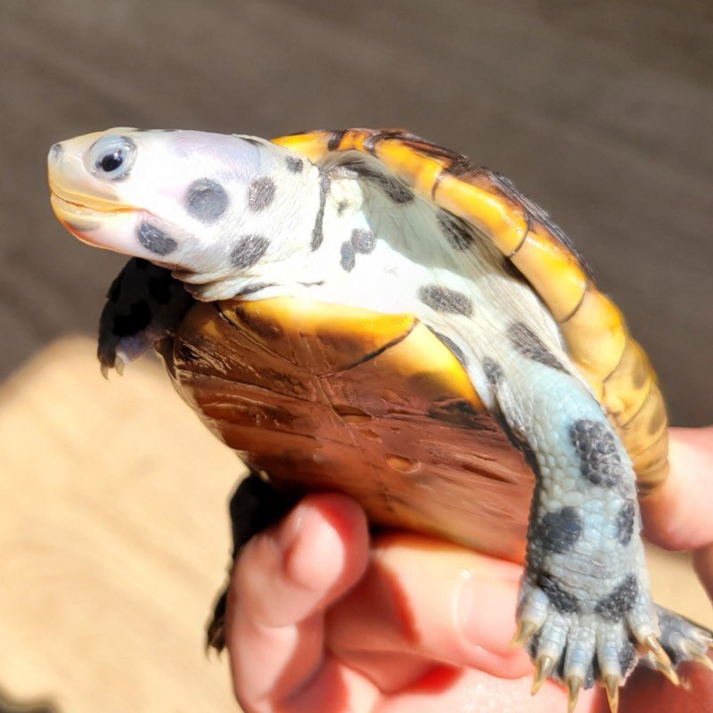 USSI_OSAKA's tweet photo. Super panda terrapin 🐼🐼 https://t.co/8HqXPKW6YQ