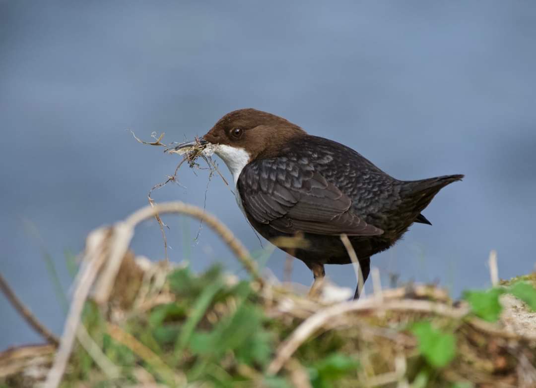 RT @gary_roots: Dippers in the Derbyshire dales from a few days ago