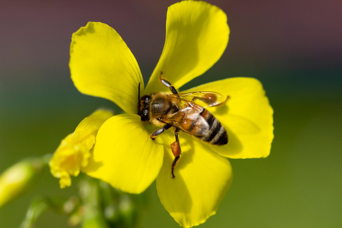 Animal Planet tweet media