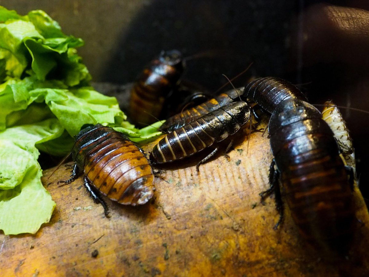 Animal Planet tweet media