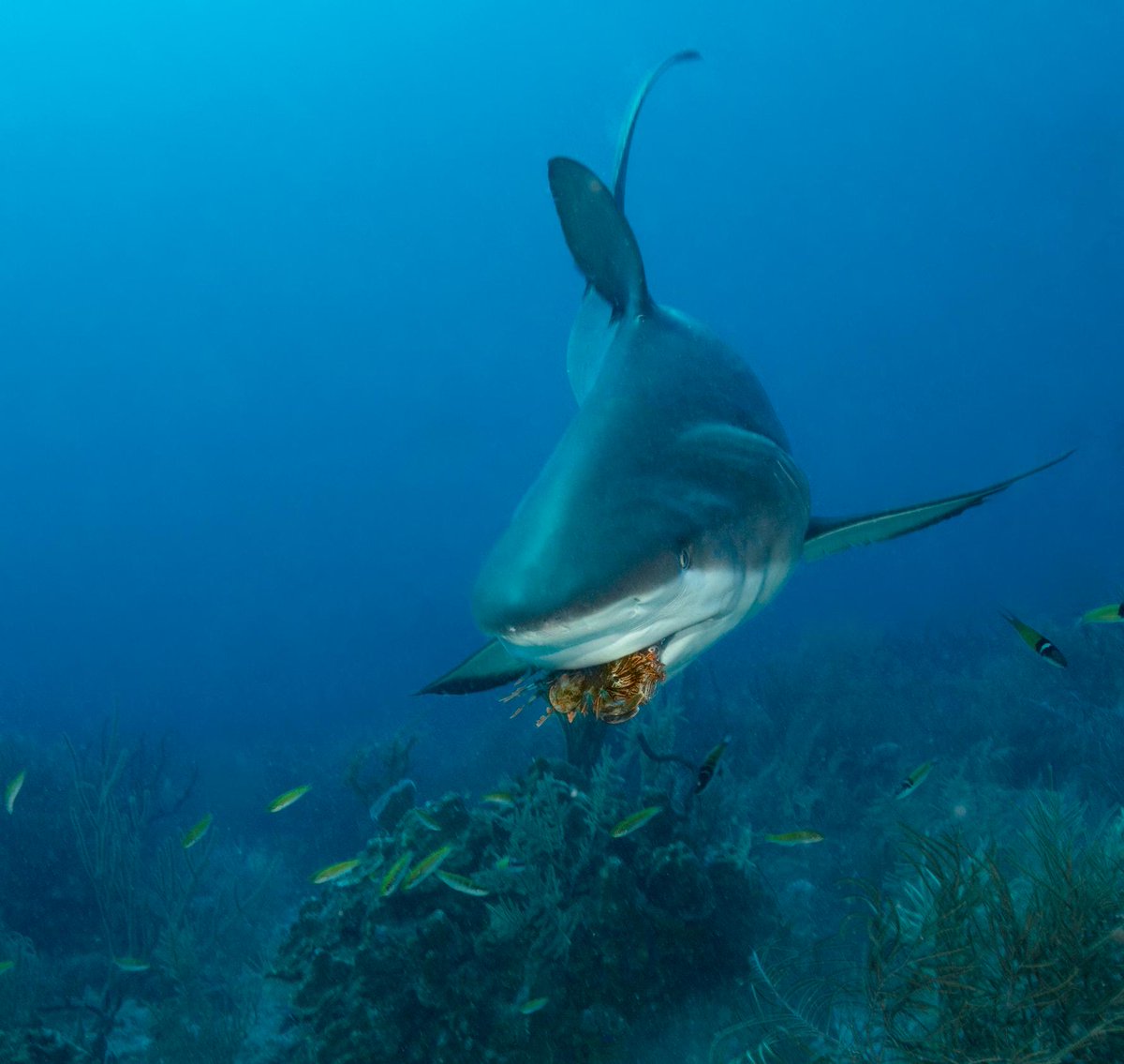 Animal Planet tweet media