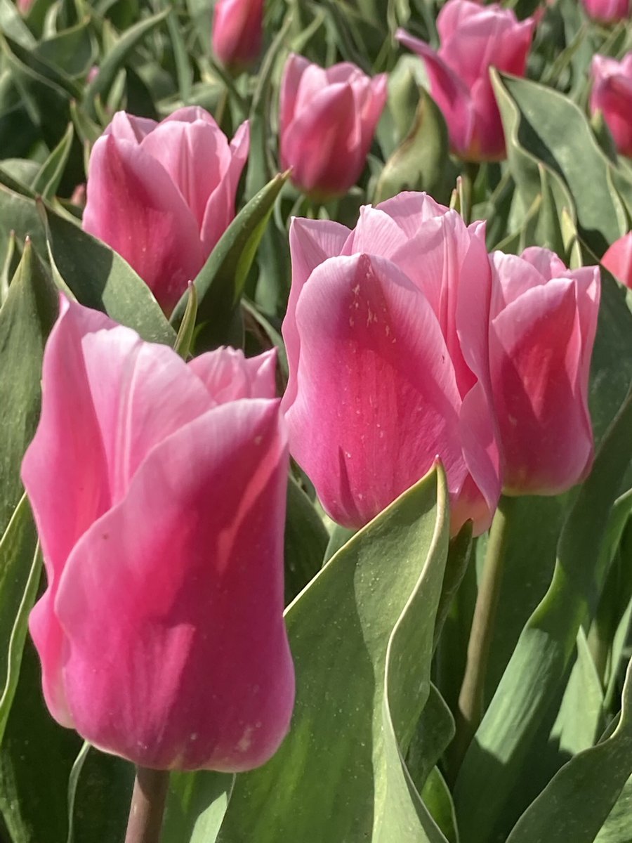 creAda63's tweet photo. Rondje 🚙🌷🌹📷 Goeree Overflakee #Goeree_Overflakkee https://t.co/ggI3yLFtpq