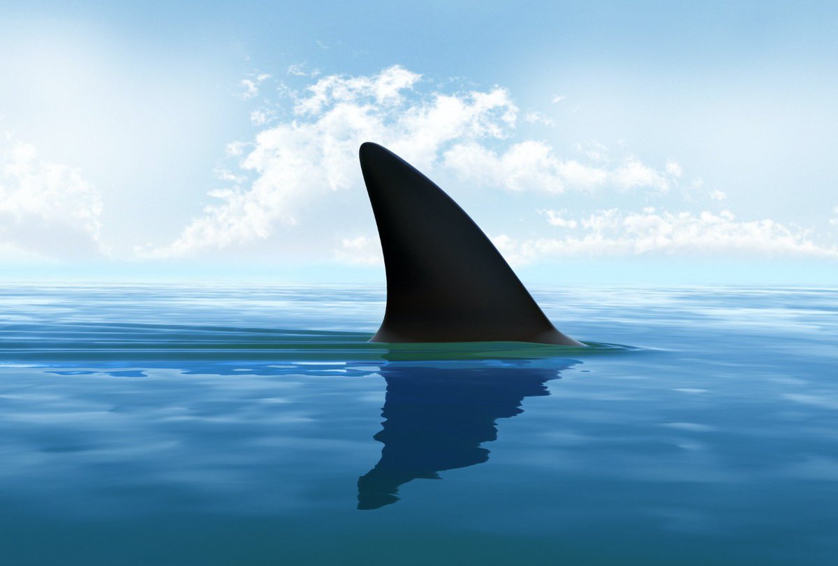 thespicyshark's tweet photo. 🌎 Happy Earth Day! “We are not saving sharks, we are saving the ocean. And when you save the ocean, you save mankind.” – Clayton Hee, Hawaii State Senator
#earthday #happyearthday #shark #sharks #savesharks #sharksofinstagram #sharklover #sharksconservation #oceanconservation https://t.co/7cjBIVaHCM