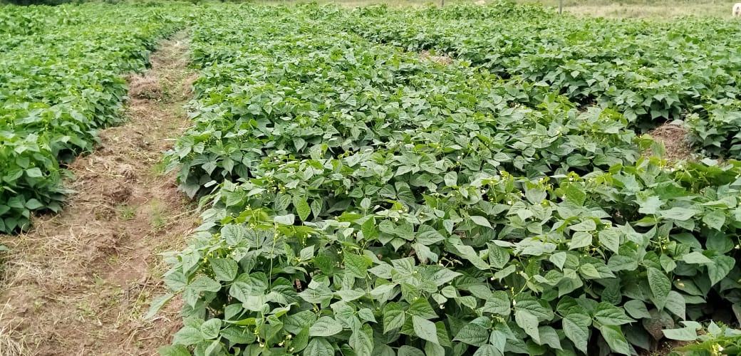 Bringing you the true sense of freshness from the slopes of Mt. Kenya
#InstavegLimited
#Eatsafebesafe