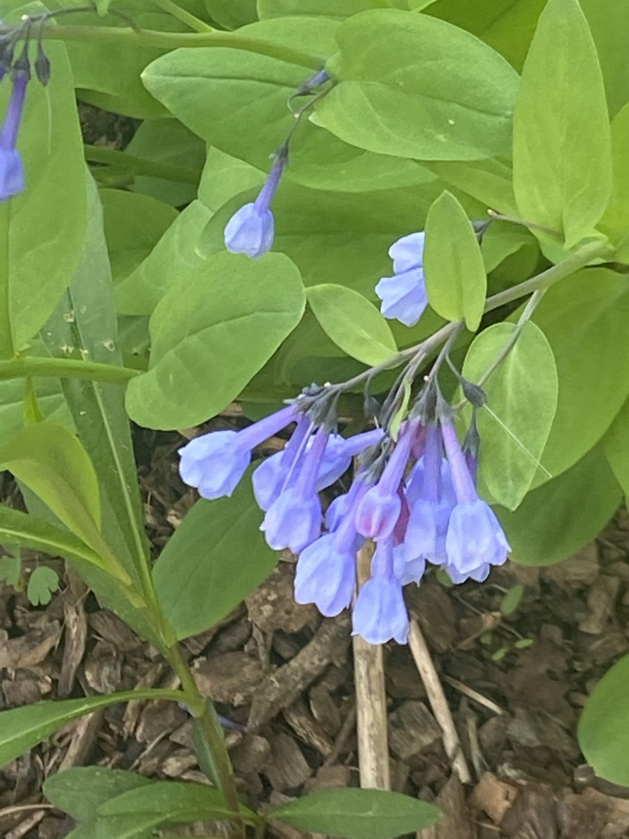 Hillcrest Courtyard tweet media