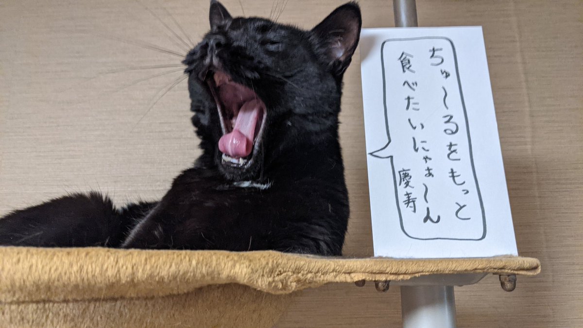 takasho333's tweet photo. 我が家のアイドル猫 https://t.co/zk7kgpKWbT
