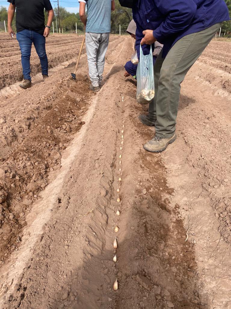 MinisteriodeIn4's tweet photo. CONVENIOS PARA LA PLANTACIÓN Y CULTIVO DE AJO EN LA REGIÓN

AICAT S.E. rubricó con los municipios de Pomán, Tinogasta, Belén y con un privado de Saujil una serie de convenios productivos para la plantación y cultivo de ajo en la región.
ℹ Más información https://t.co/hET7IlE7Vy https://t.co/aiSpPI7OFg