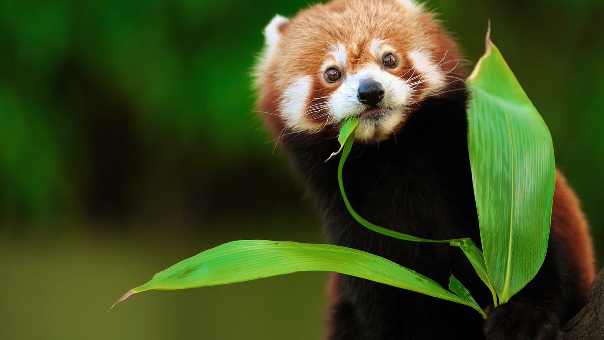 Il Parco Natura Viva sostiene l'attività del Red Panda Network per la conservazione in natura del panda rosso attraverso la ricerca scientifica e la sensibilizzazione della popolazione locale. #22aprile #pianeta #giornatamondialedellaterra #EarthDay2021 parconaturaviva.it