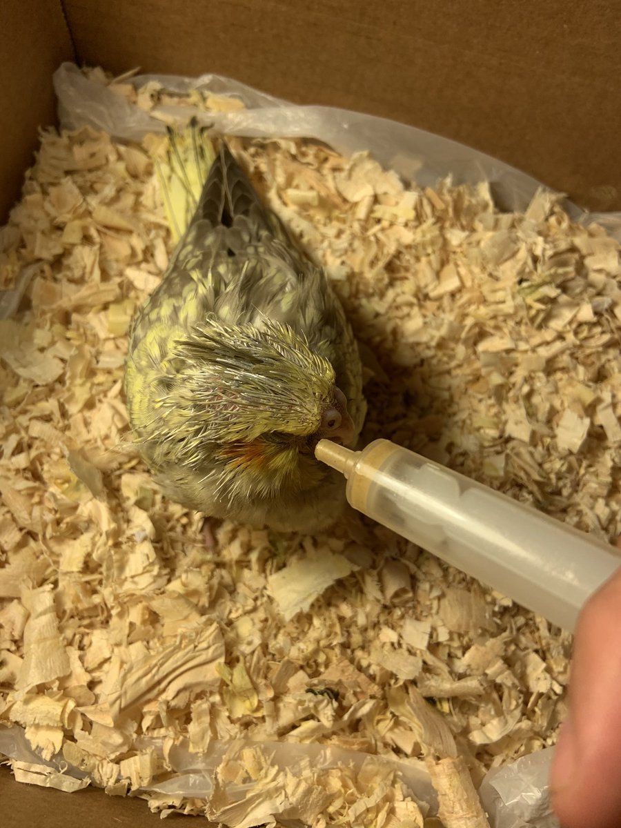 Mauricio tweet media