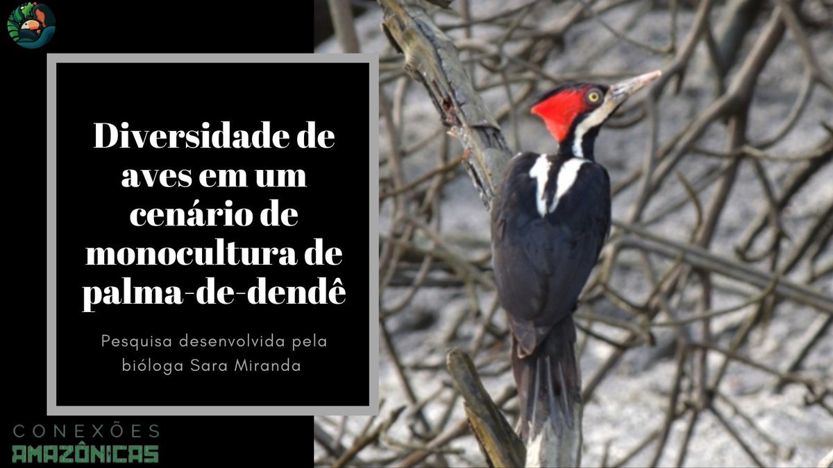 ConexAmazonicas's tweet photo. [Blog Conexões Amazônicas]
Diversidade de aves em um cenário de monocultura de palma-de-dendê.
https://t.co/0auQ0bsbXf
@Biomacrolab #divulgaçãocientífica #avesamazônicas #amazonbirds #diversidadefuncional #functionaldiversity https://t.co/L9h6hRhuZe