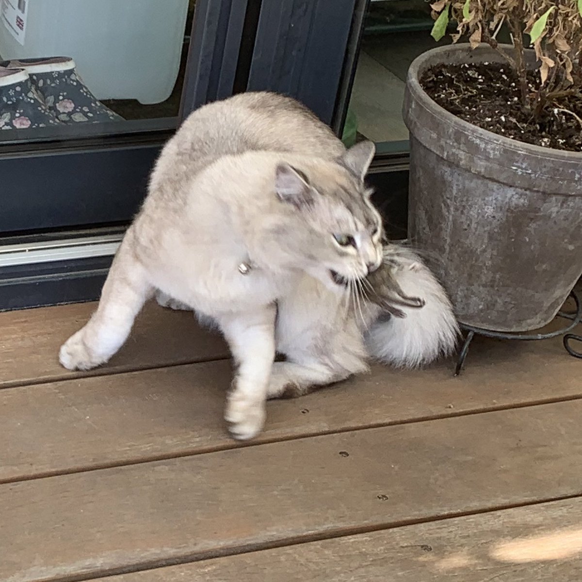 Yes, he is just throwing it up in the air repeatedlyhis hunter instincts are butting up against the fact that he is a spoiled little housecat who has never had to use his braincells even once