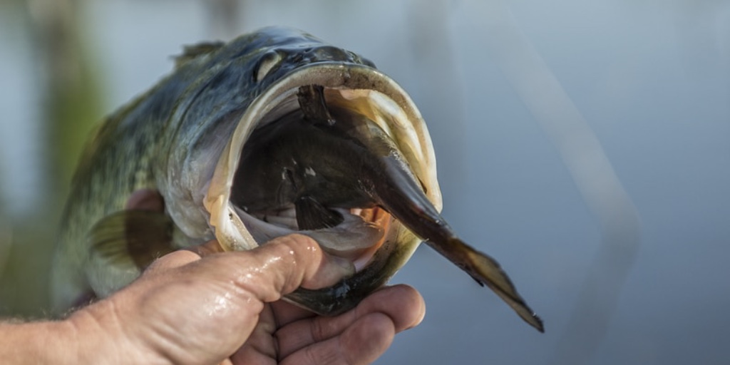 Forage for your fishery- check out our tips on providing forage for your dream fishing lake:
ow.ly/b0rB50EvdTk
.
#FromStarttoFish #BuilditFishitLoveit #trophyfishing #fishfeeding #pondstocking #pondfishing #largemouthbass #bassfishing #shad #bass #bluegill #grasscarp
