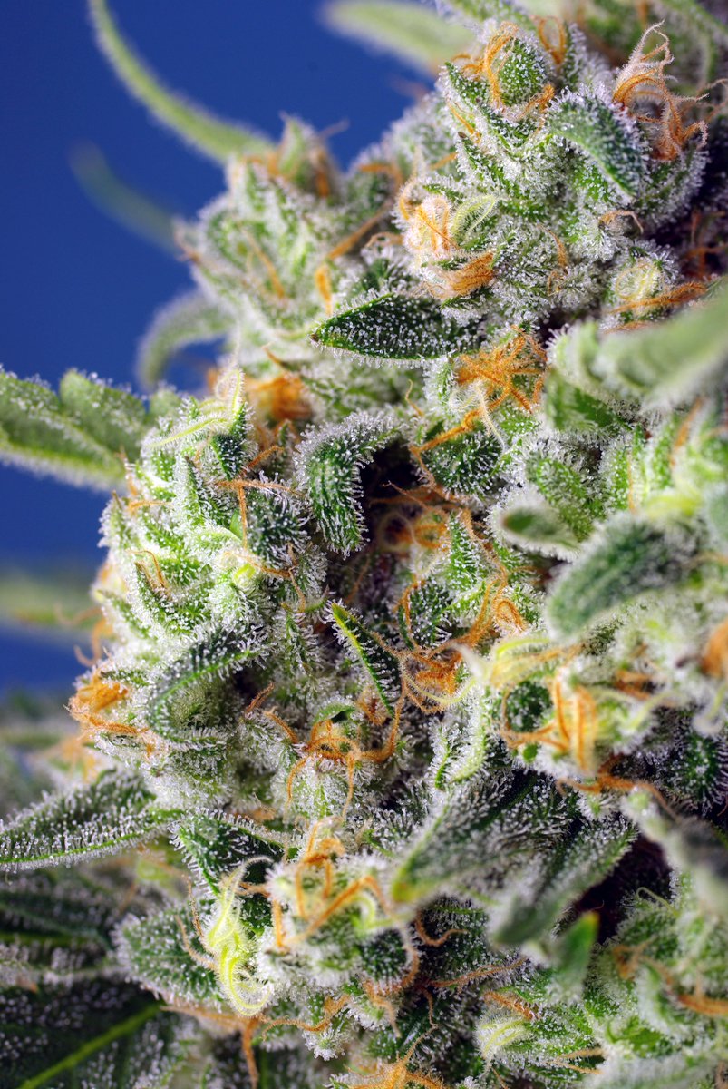 HIGH_TIMES_Mag's tweet photo. 🍀Sweet Pure CBD® (SWS65) by @sweetseeds_es.
🌞Photoperiod dependent
🍀40% Indica – 🌿 60% Sativa
↪️THC: 0,4 - 1%
↪️CBD: 8-15%
Details: https://t.co/4fqT7QjpZD
---
#sweetseedsoficial #sweetpurecbd #cannabis #cbd #AD https://t.co/RZPN2qLbXw