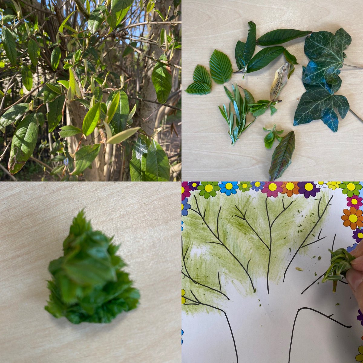 NottmPrimary's tweet photo. Our adventure theme is TERRIFIC TREES π³. Would you like to have a go at painting with chlorophyll? This is a natural paint that is found in leaves and plants! Have a go at scrunching up leaves and rubbing it on paper to get some natural green paint π¨. #terrifictrees https://t.co/ZFvWE2ddMh