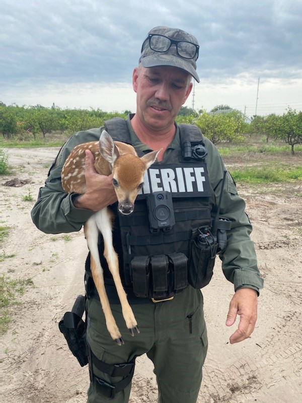 ManateeSheriff's tweet photo. This fawn was attacked by dogs in Lakewood Ranch so Sgt. Hendrickson responded to help this little injured guy who is only a day or two old. He made sure he was as comfortable as possible & took him to a wildlife vet. He's now receiving care at Wildlife Inc. π¦ #MCSOCares https://t.co/mg58PxmRvy