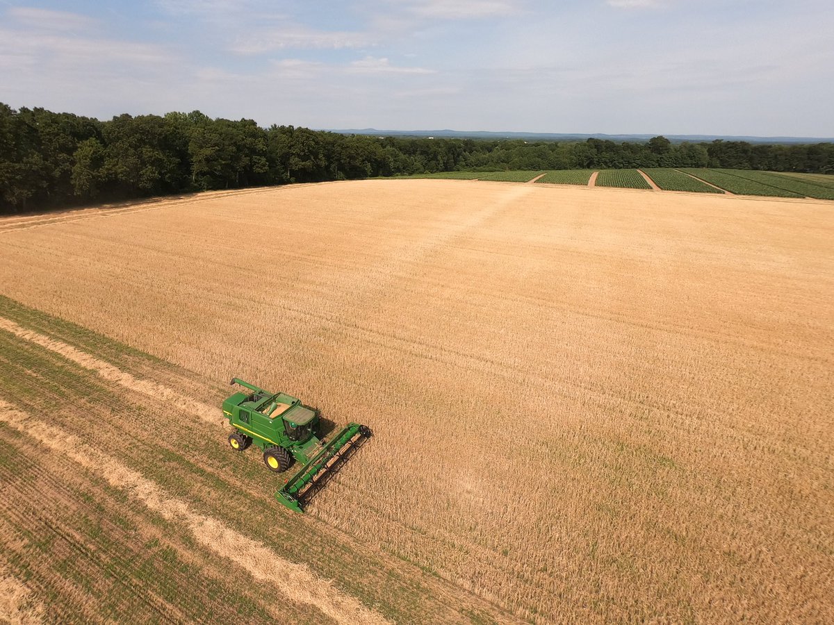 KentFallsBC's tweet image. Our beers are made with 100% locally grown malt. Last year we supported over 45 acres of small grains. A tiny potion of what is needed for a healthy Northeast Grainshed @northeastgrains