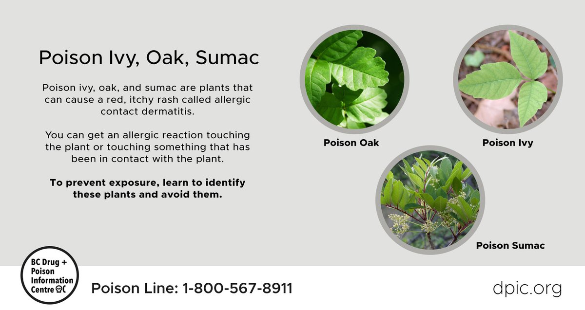 If you're out in the forests this spring, watch for poison ivy, oak, and  sumac. These plants can cause an allergic reaction appearing as a red,  itchy rash. Learn more: https://t.co/g1KbMsWRi4. If