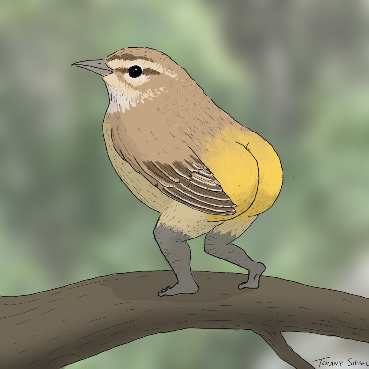 in celebration of earth day, i drew some birds i’ve been admiring while birdwatching in florida this spring. 

i tried to depict them as accurately as possible, but since i’m still fairly new to realism please let me know if you have any constructive criticism