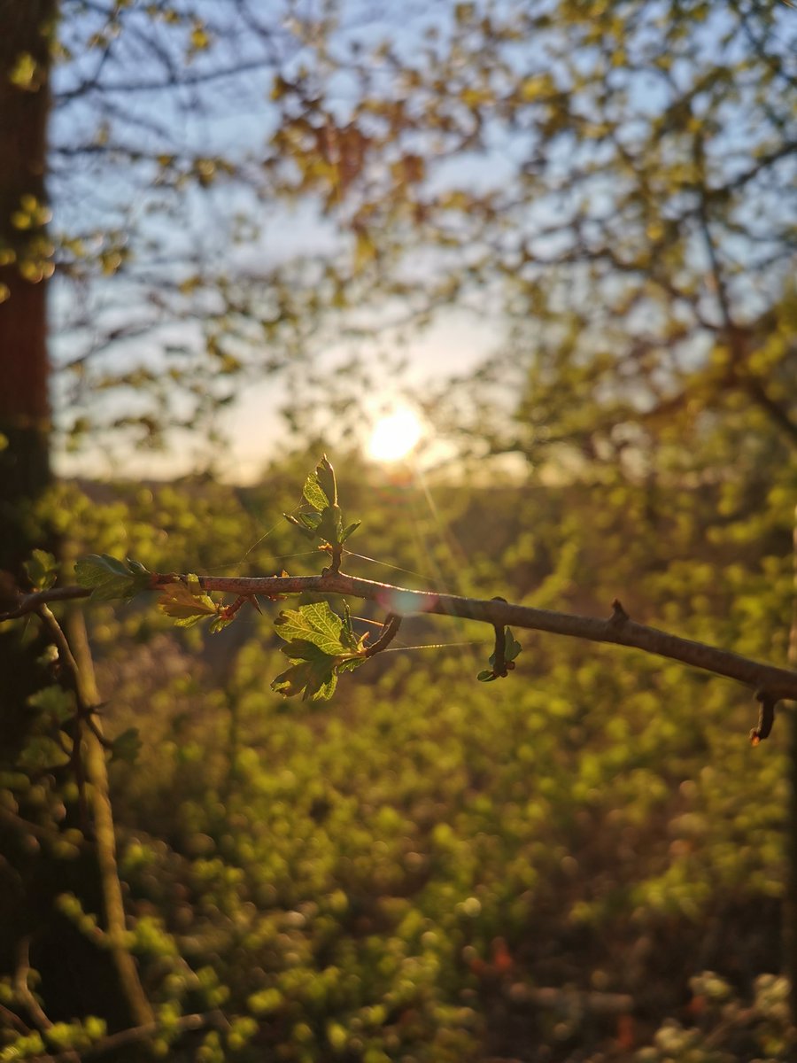 A beautiful evening walk. #beautiful #weather #sunset #Sussex #ForestRow #dogwalking #labrador #dog #trees #ashurstwood #EastGrinstead