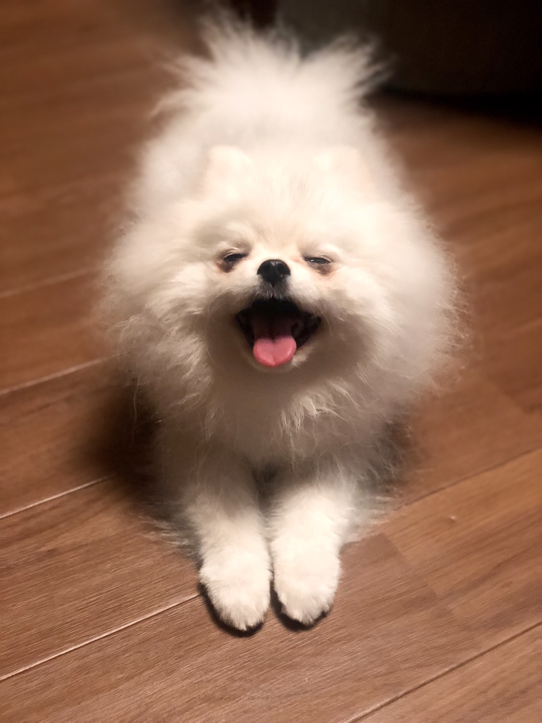 Miy Start 4 23 Rt数が審査対象になってます 私的可愛い画像集 3 ポメラニアン 犬 かわいい わんこ 白犬 Modecon ミクチャ T Co Ce7ma6kkqo Twitter