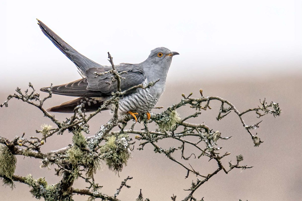 Terrific to meet my 1st Cuckoo of the year near Dartmoor's Venford. #Birds #birdwatching #birdphotography