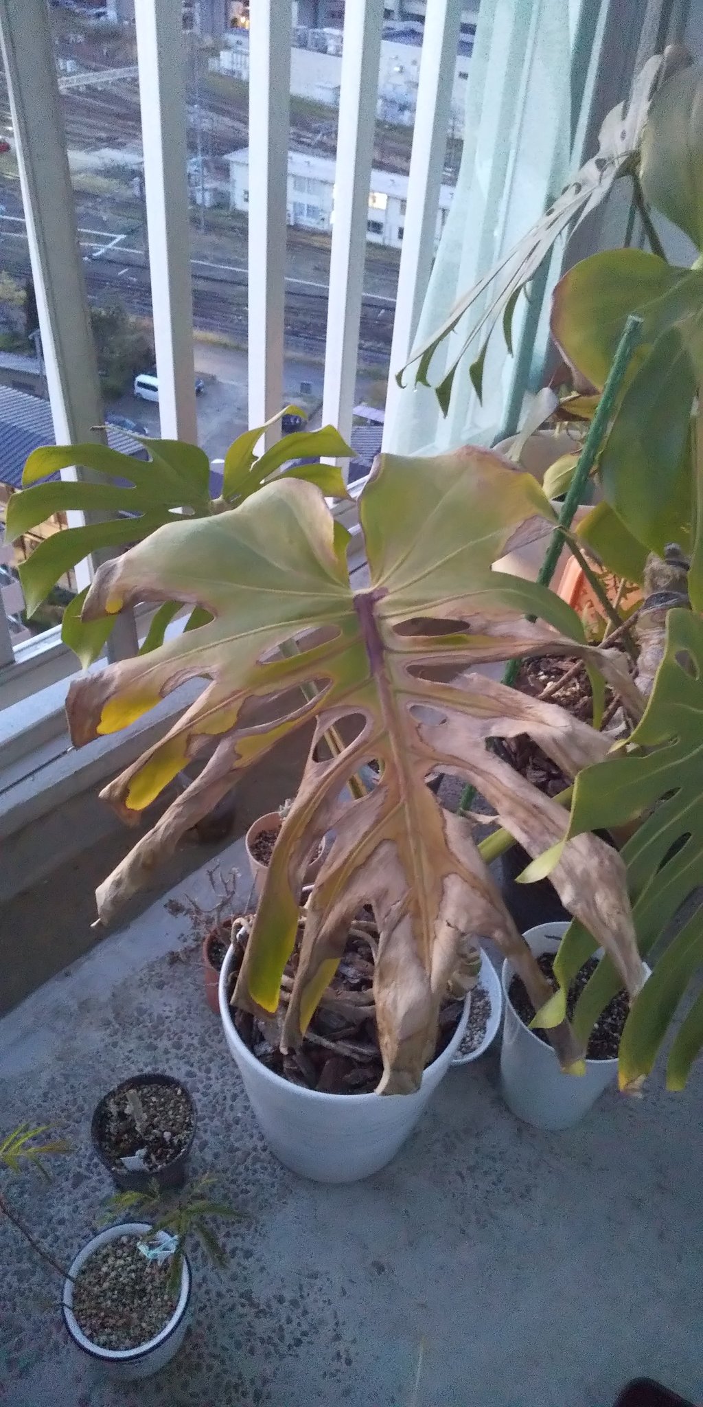 モンステラが好き 春の日を浴びたら 葉焼けしてしまったモンステラ 若葉で薄かった 冬は暗い所に居た為 春のゆる い太陽に勝てなかったようです 午前中しか日は当たらないので 大丈夫かと思ったがダメだった チューリップは元気に育ってます