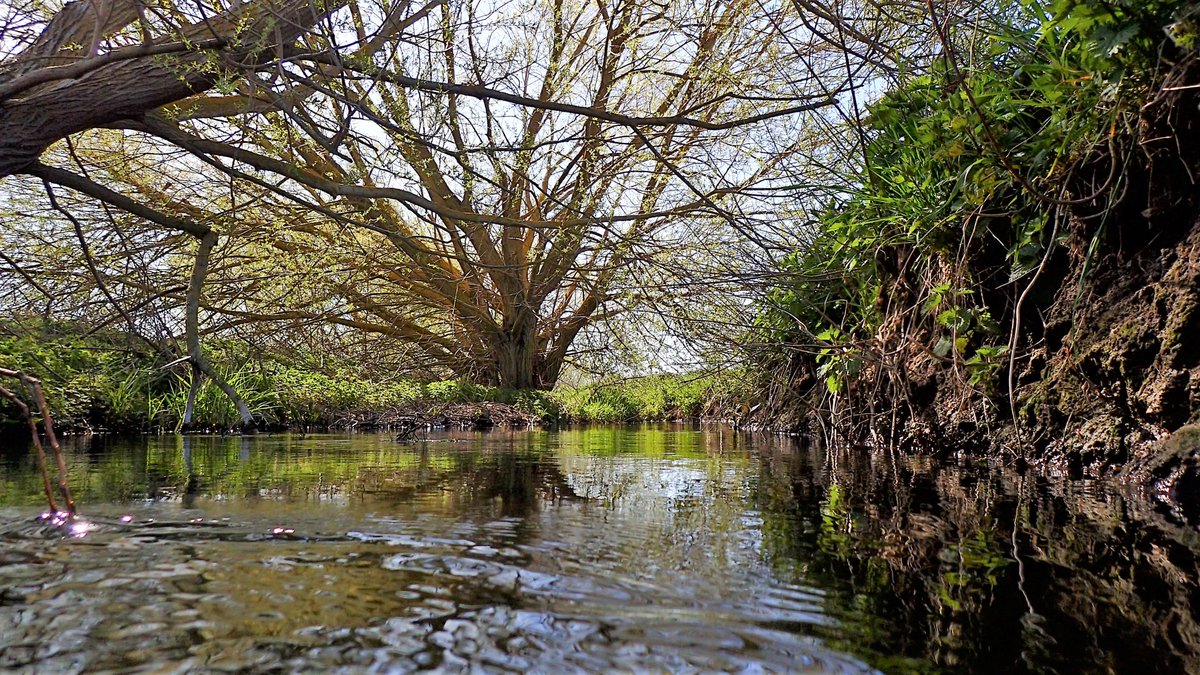 numenini's tweet image. Lovely crawl/swim in Lee Brook (8.2°C) with lots crowfoot &amp;amp; other water plants, though near this abstraction? structure grey algae instead.  
Found skulls of 2 horses, long dead, and 2 horse shoes. Rest of their bones scattered quite far downstream. #Chalkstreams #WestSuffolk 3/3