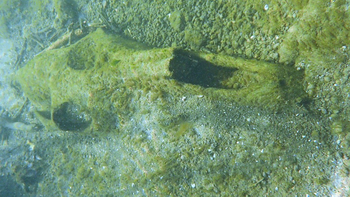 numenini's tweet image. Lovely crawl/swim in Lee Brook (8.2°C) with lots crowfoot &amp;amp; other water plants, though near this abstraction? structure grey algae instead.  
Found skulls of 2 horses, long dead, and 2 horse shoes. Rest of their bones scattered quite far downstream. #Chalkstreams #WestSuffolk 3/3