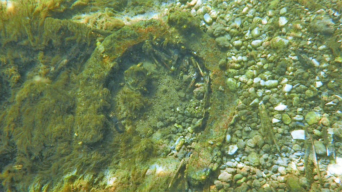 numenini's tweet image. Lovely crawl/swim in Lee Brook (8.2°C) with lots crowfoot &amp;amp; other water plants, though near this abstraction? structure grey algae instead.  
Found skulls of 2 horses, long dead, and 2 horse shoes. Rest of their bones scattered quite far downstream. #Chalkstreams #WestSuffolk 3/3