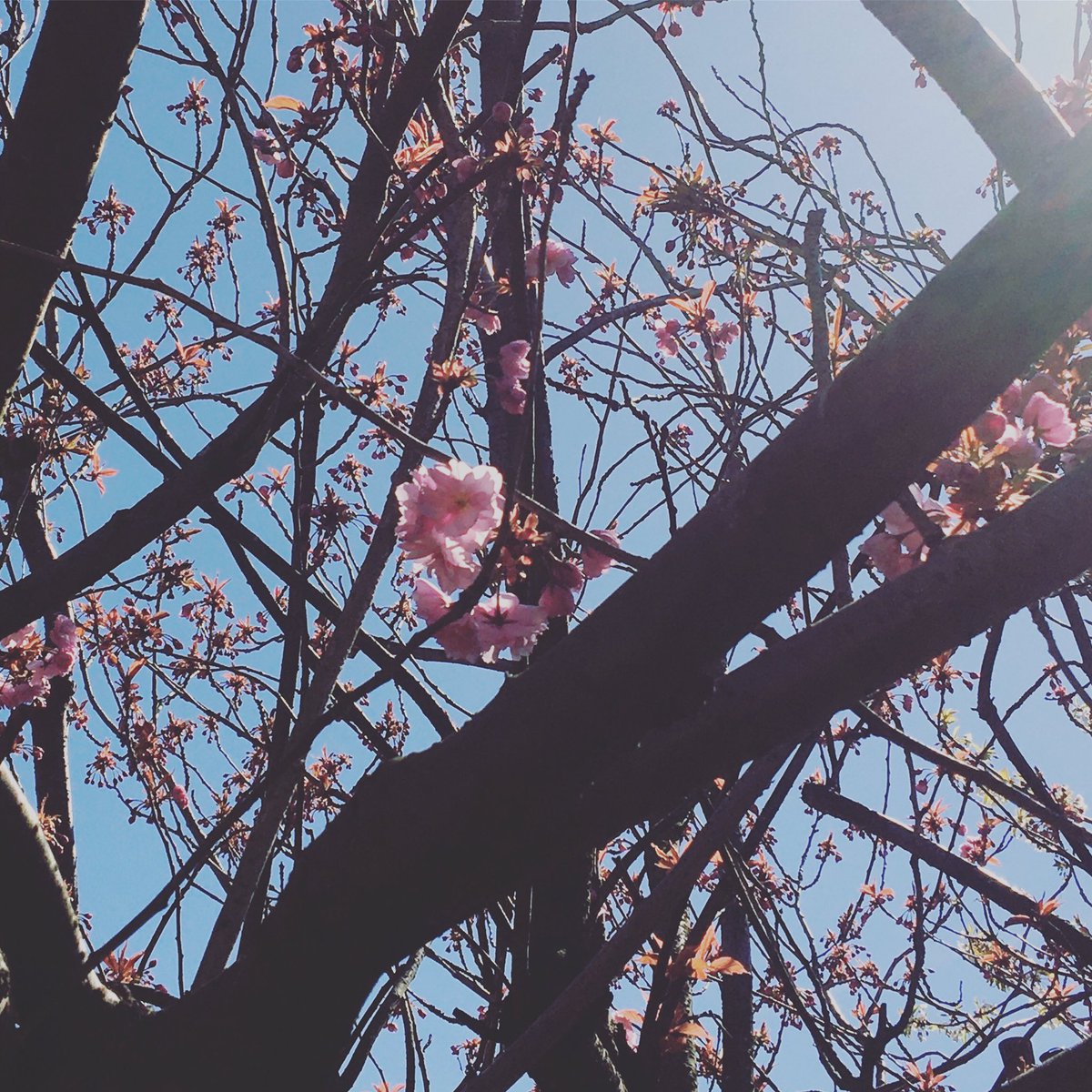 Thought the frost might have got our 🌸... thankfully not!!!