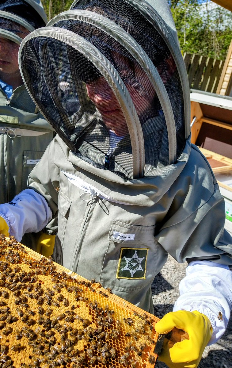 The Bee Team tweet media