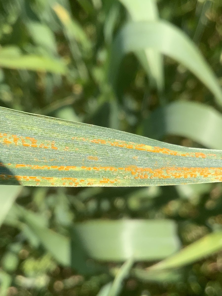 Add Faulkner County to the stripe rust positive counties. Not what I wanted to see today. #spray21 @SpurlockLab @AR_Feedgrains @AgWriterArk
