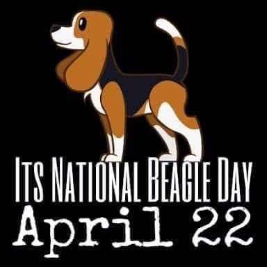 Happy National Beagle Day to all the beagles (purebred, mixed, and honorary) out there and their owners / admirers! Arooo!