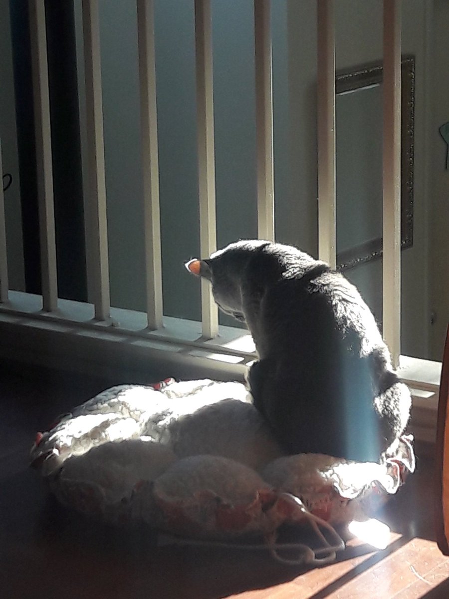 MissyBlueKitty's tweet photo. #tuffcats and #tuffdoggies called hospital, Luis is still the same but Dr's want to keep him on the fluids since his numbers went up just a little,  his open wound is healing.. He still is doing good.. Missy is giving thanks her hubwofuw is doing so well.. 💪💪🐱🐱 https://t.co/3sFMs8Td5X
