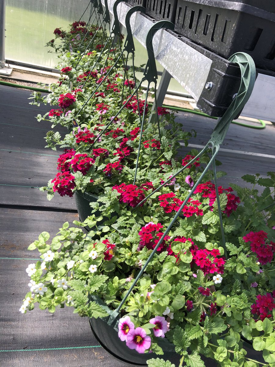 Loving the color in the greenhouse! #GoodhueSchool