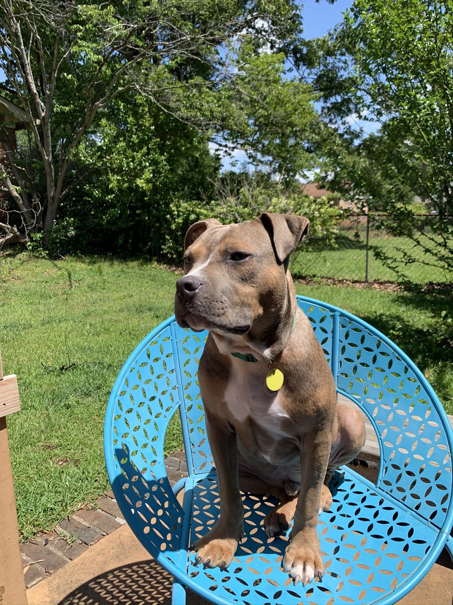 ResidentDogsGvl's tweet photo. @RMcElhenney @KaitlinOlson Looks like our Frank, named after Frank Reynolds. Also known as Lil Baby Fathead https://t.co/bLH5iZkygV
